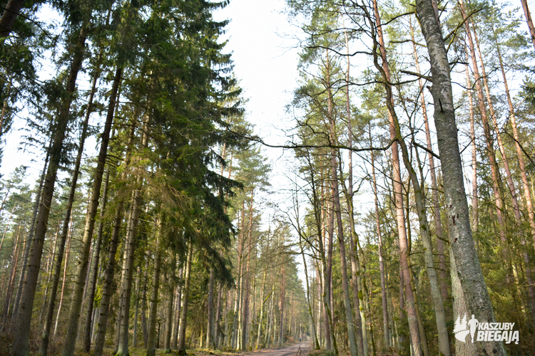 6 Kopiowanie